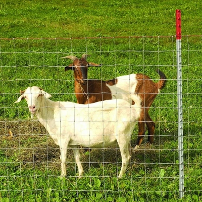Deer Goat Farm Hàng rào Dây mạ kẽm Bản lề Chung hàng rào